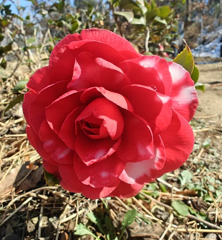 茶花露天安全过冬，现在开始开放