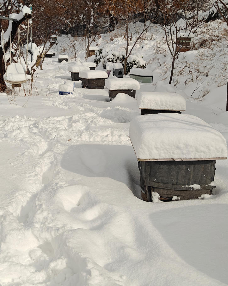 威海又是一场大雪